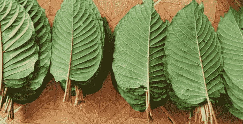 Thai Kratom, fájdalomcsillapító, erő, állóképesség, szerves, levelek, mitragynine, stimuláló hatás, teljesítmény