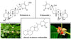 Ashwagandha-kollázs, tudományos cikkek, Kratom World