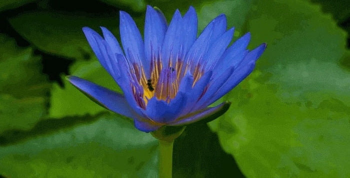 kratom world blue lotus selling