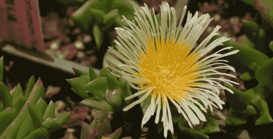 kanna sceletium tortuosum mentális jólét stressz hangulat koncentráció kratom world