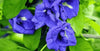 kratom world butterfly pea